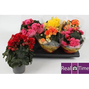 BEGONIA MIX P13
