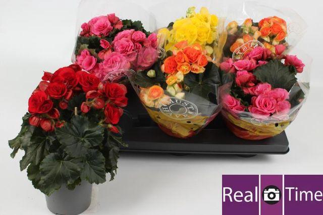 <h4>BEGONIA MIX P13</h4>