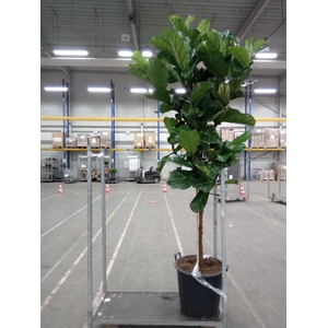 Ficus lyrata