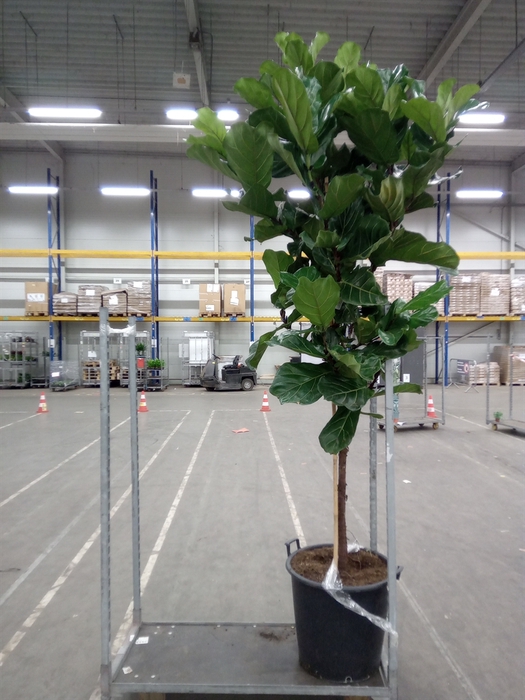 <h4>Ficus lyrata</h4>