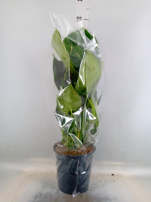 <h4>Monstera delic.</h4>