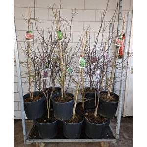 Acer palmatum Garnet