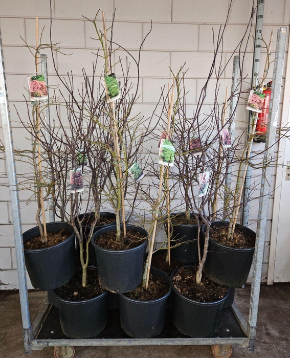 <h4>Acer palmatum Garnet</h4>