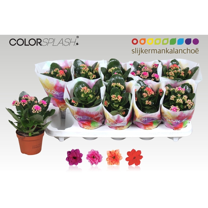 <h4>KAL GE GEM 4 KL</h4>