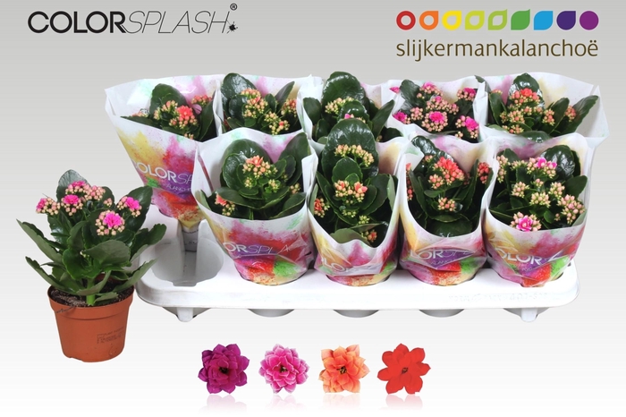 <h4>KAL GE GEM 4 KL</h4>