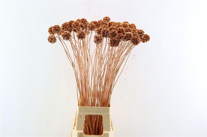 <h4>Scabiosa Gl Copper</h4>