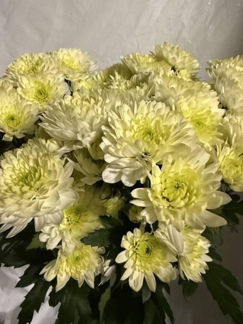 <h4>CHR T IBIZA</h4>