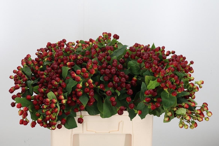 <h4>Hyp Mag Cherry</h4>