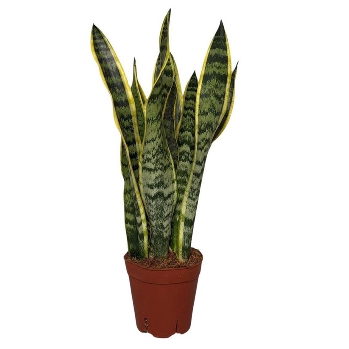 <h4>Sansevieria Laurentii</h4>