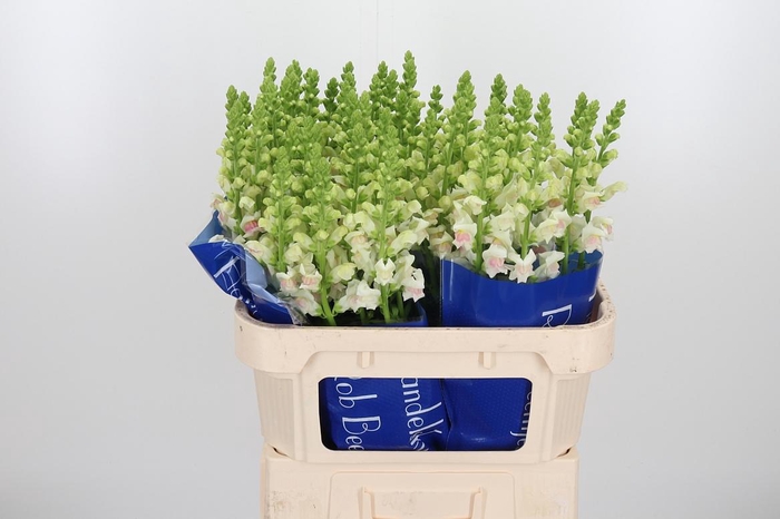 <h4>Antirrhinum Op Appleblossom</h4>