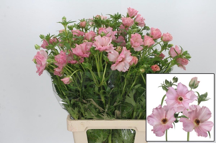 <h4>RAN BUTTERFLY ISIS</h4>