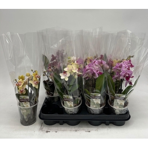 PHAL GEM