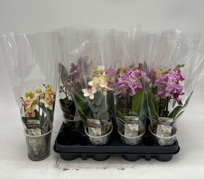 <h4>PHAL GEM</h4>