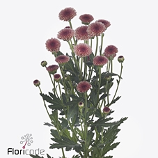 Chrys sa madiba salmon tyolo