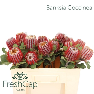 Banksia Coccinea