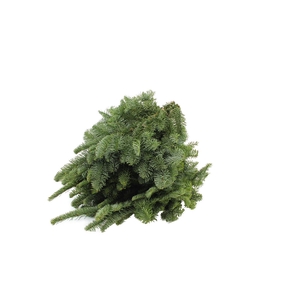 Nobilis Handbos