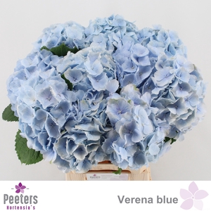 HYDR M CH VERENA BL
