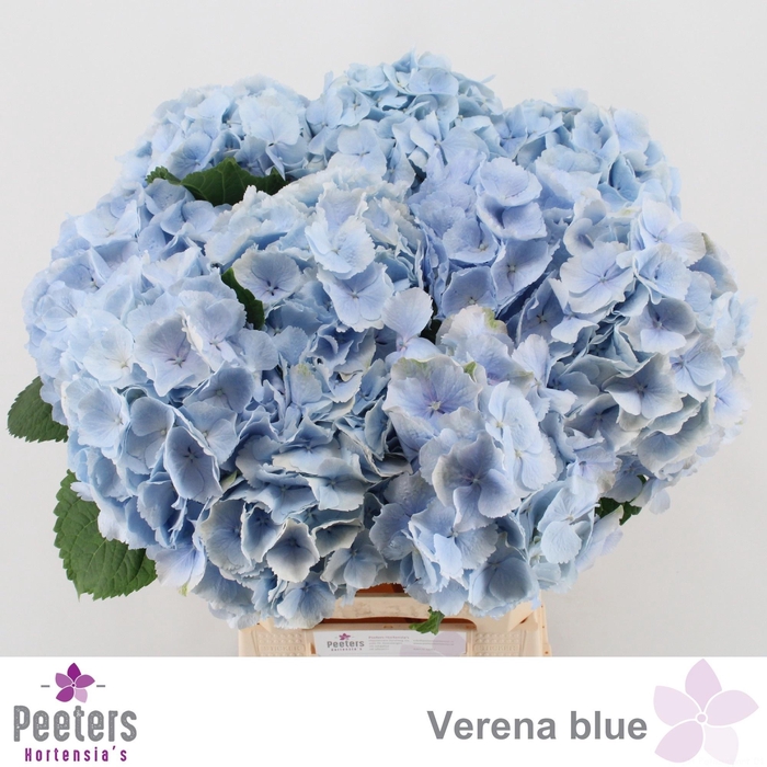 <h4>HYDR M CH VERENA BL</h4>