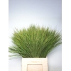 BELL REED