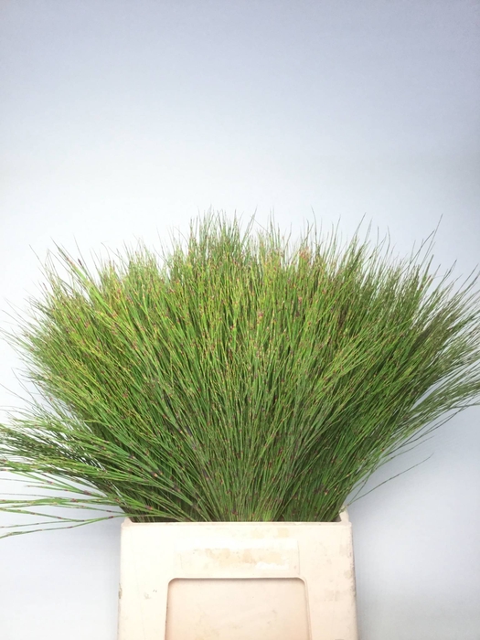 BELL REED