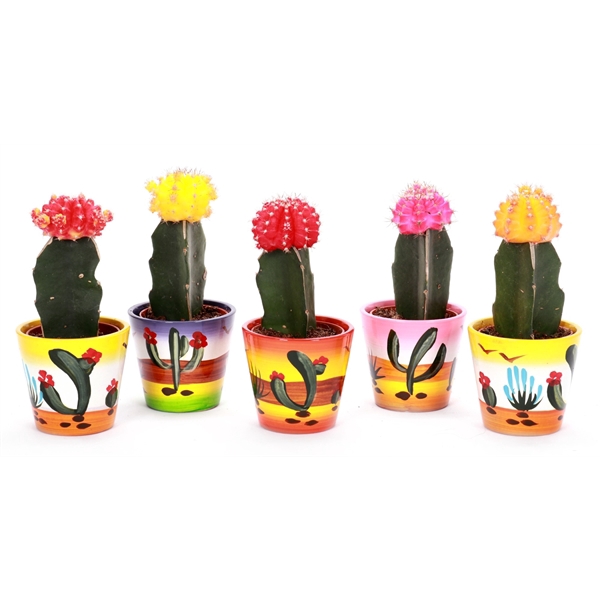 <h4>Cactus geent 5,5 cm in mexico sierpot</h4>