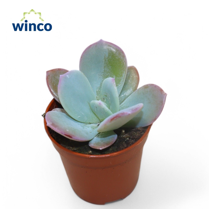 <h4>Echeveria Lauii Hybride</h4>