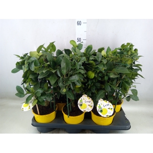 Citrus limetta 'Pursha'