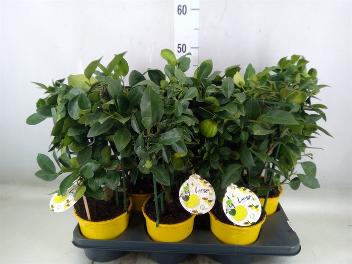 <h4>Citrus limetta 'Pursha'</h4>
