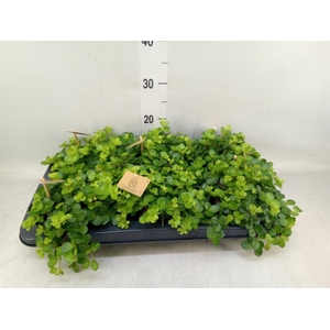 Peperomia rotundifolia