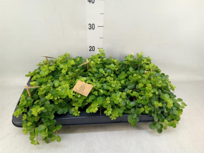<h4>Peperomia rotundifolia</h4>