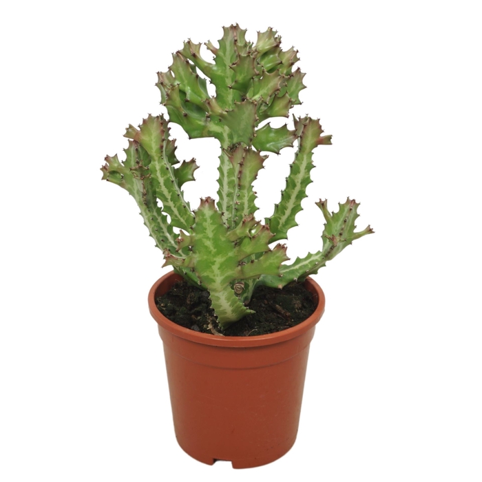 <h4>Euphorbia lactea</h4>