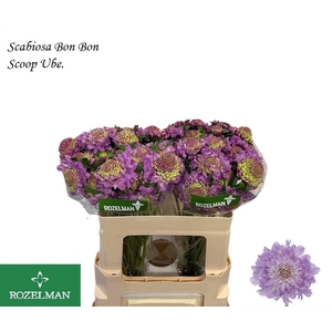 SCAB AT BB SCOOP UBE
