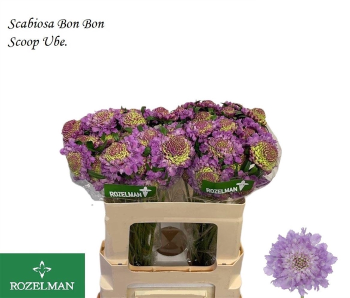 <h4>SCAB AT BB SCOOP UBE</h4>