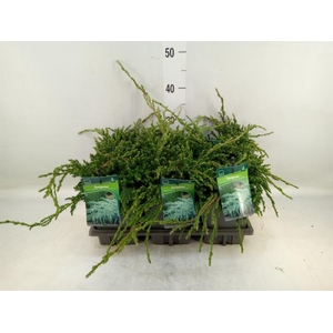 Juniperus squamata 'Blue Carpet'