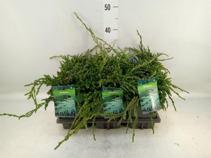 <h4>Juniperus squamata 'Blue Carpet'</h4>