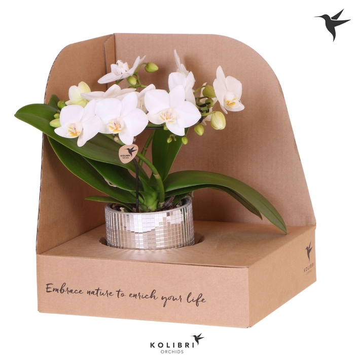<h4>Kolibri Orchids Phalaenopsis Halo white in Disco pot in showbox</h4>