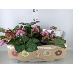 Helleborus  'Fkiss Elemental'
