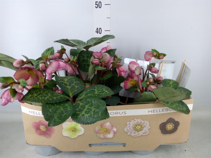 <h4>Helleborus 'Fkiss Elemental'</h4>