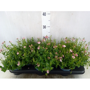 Diascia  'FlyColors Upright Appleb'