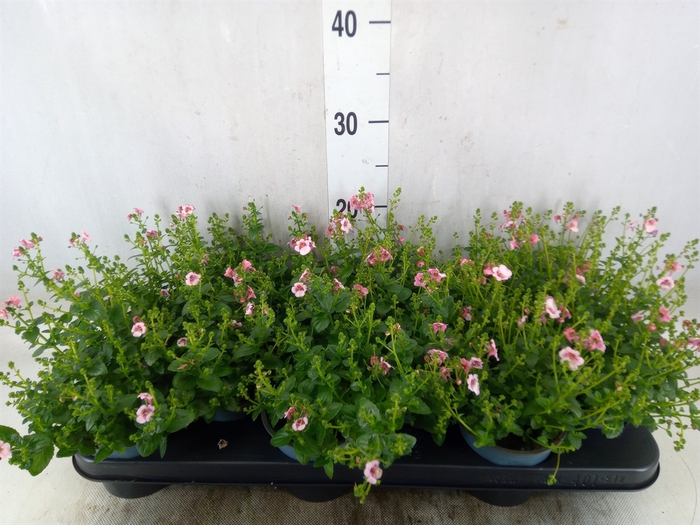 <h4>Diascia  'FlyColors Upright Appleb'</h4>