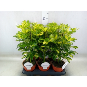 Schefflera arbor. 'Gerda'