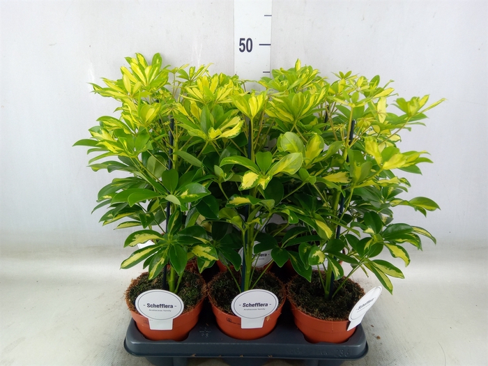 <h4>Schefflera arbor. 'Gerda'</h4>