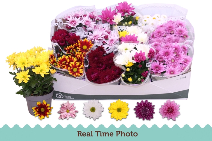 <h4>CHRYS GEM 6 KL</h4>