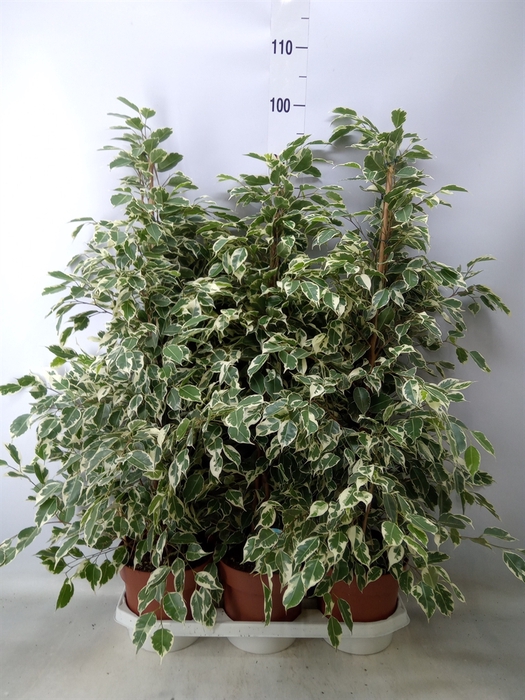 <h4>Ficus benja. 'Twilight'</h4>