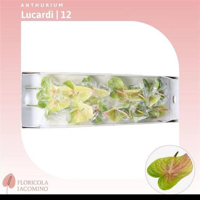 <h4>Anth A Lucardi</h4>