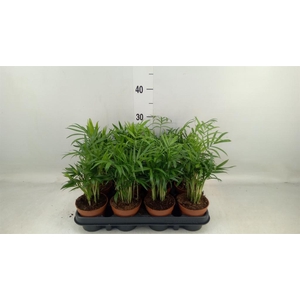 Chamaedorea elegans