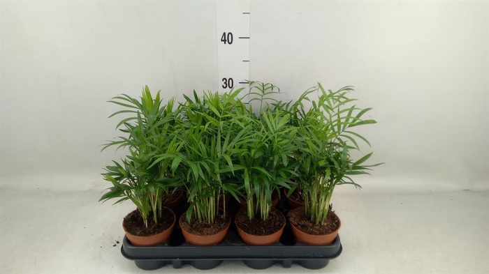 <h4>Chamaedorea elegans</h4>