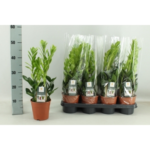 ZAMIO ZAMIIFOLIA
