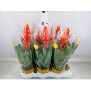 Vriesea  'Sparkle'