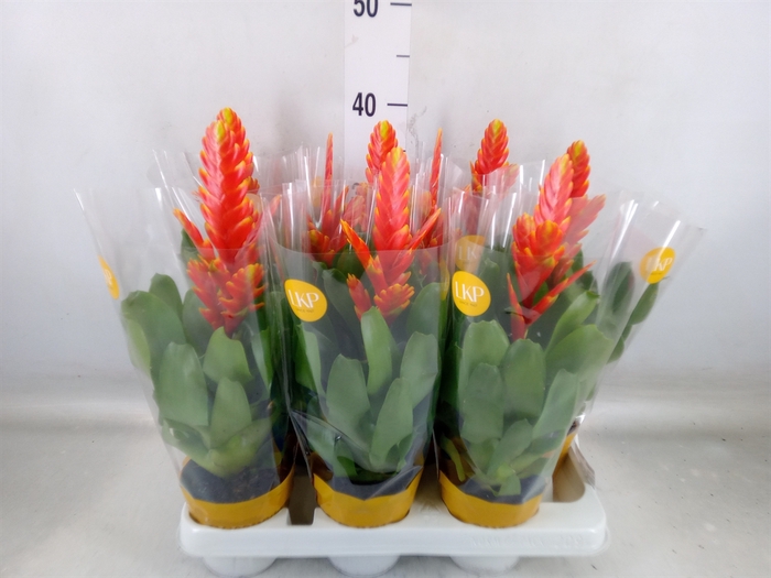 <h4>Vriesea  'Sparkle'</h4>